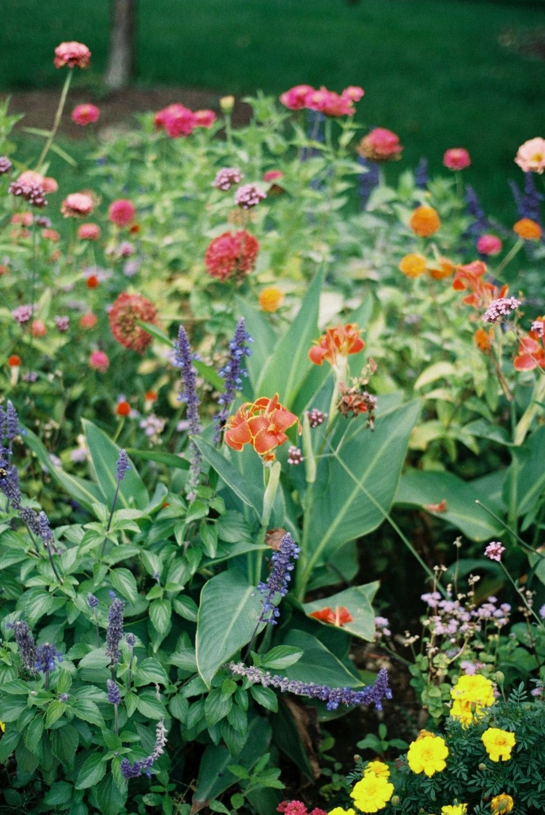 Maple Grove Gardens 13