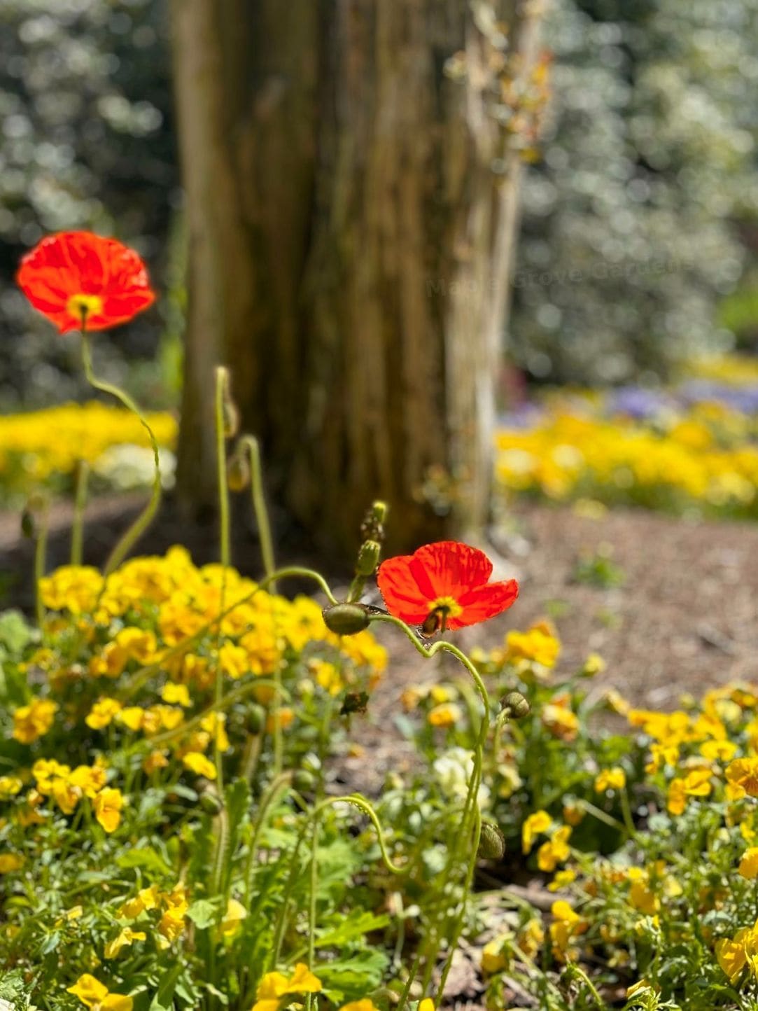 Maple Grove Gardens 14