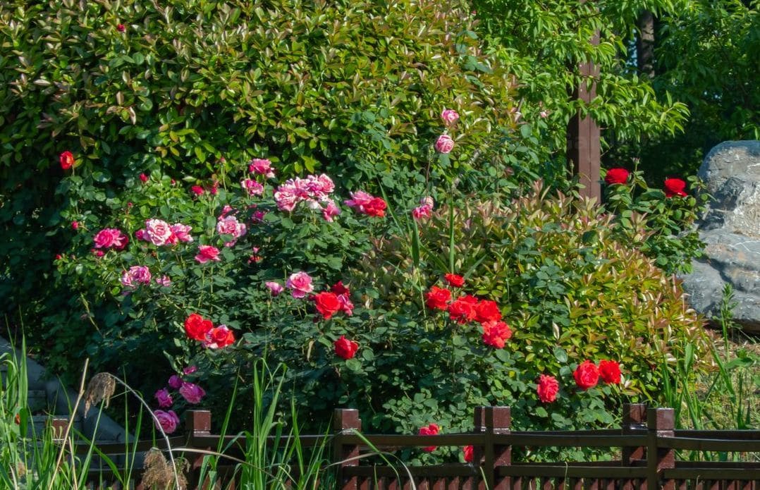 Maple Grove Gardens 15