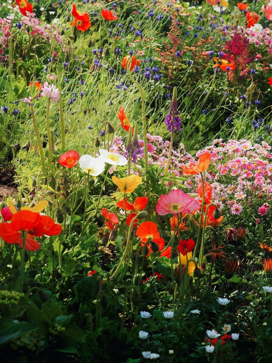Maple Grove Gardens 6