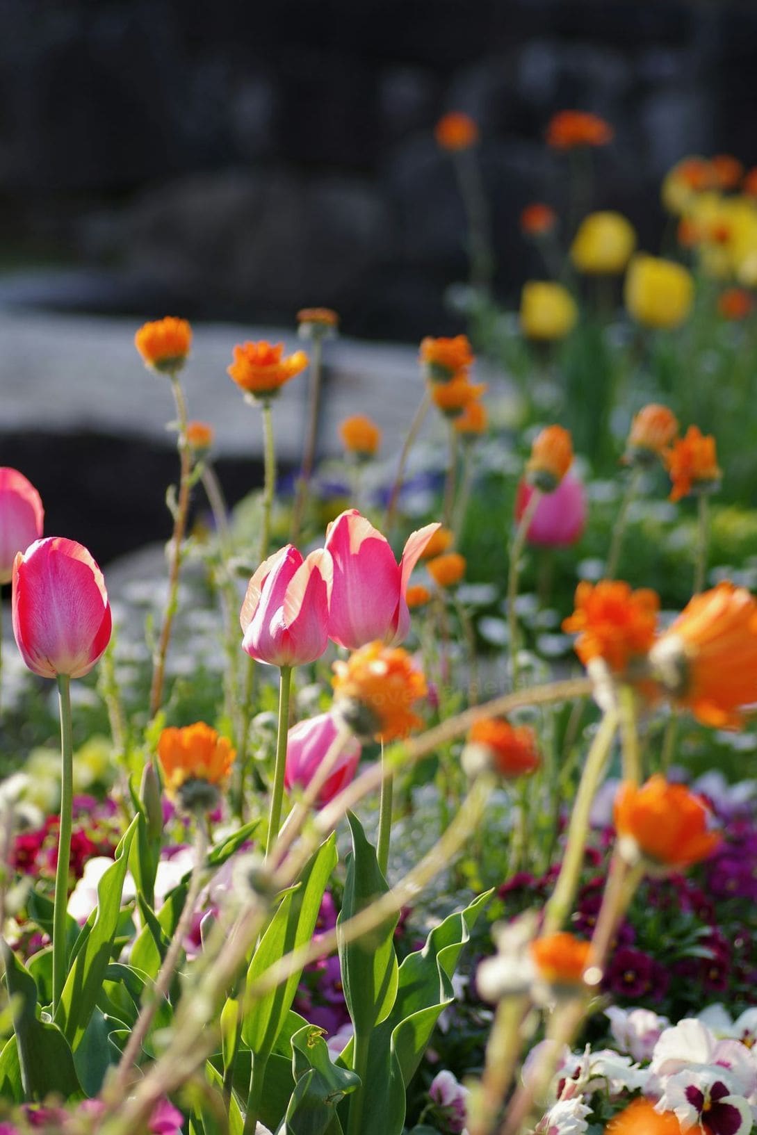 Maple Grove Gardens 7