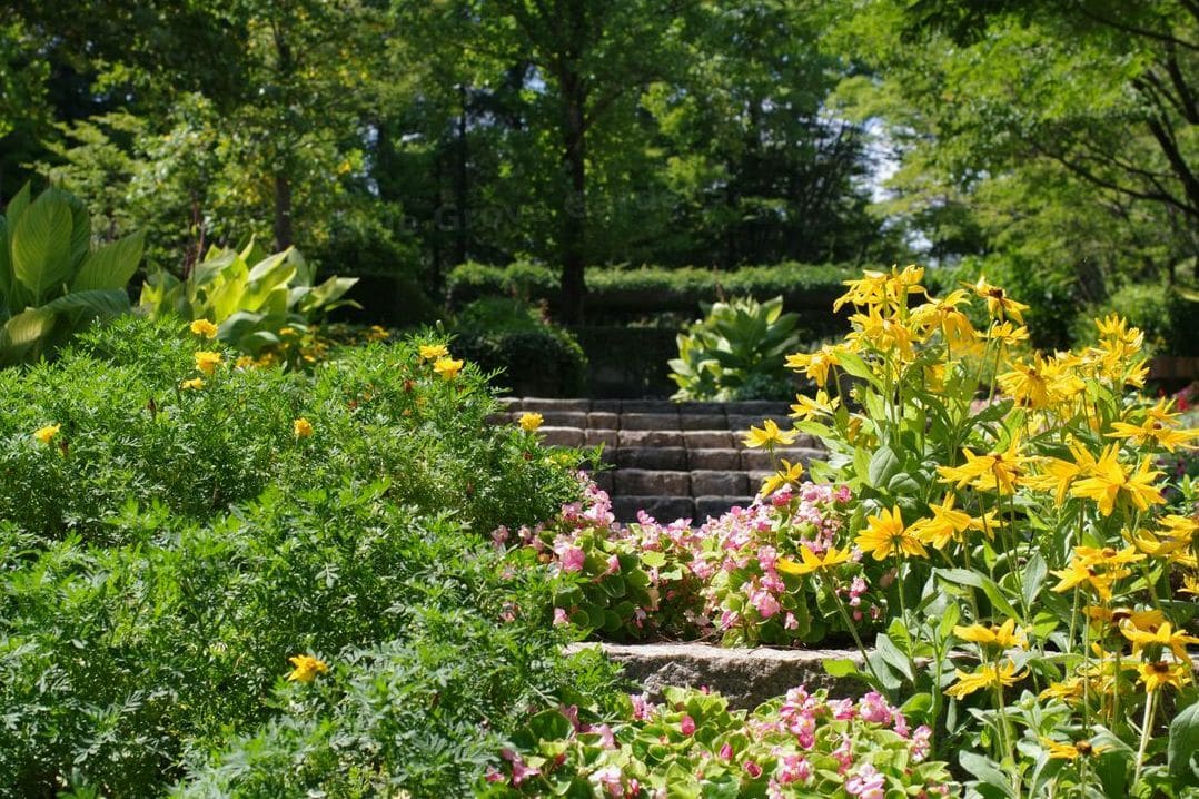 Maple Grove Gardens 9